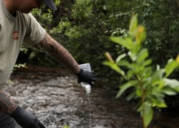 Forests have become net carbon emitters, researchers say, blaming human activity and climate change in UNESCO sites study